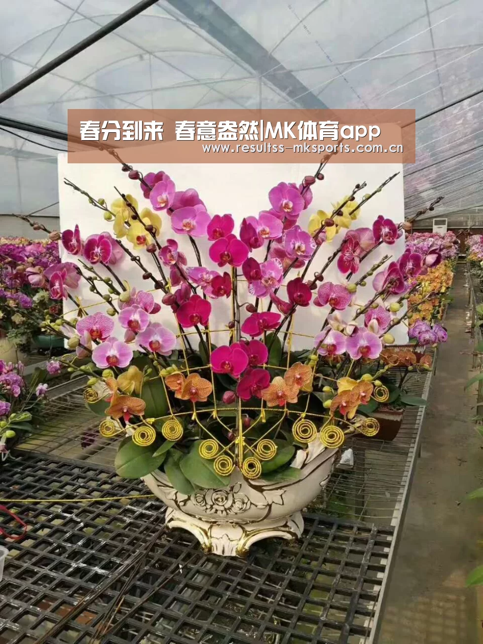 春分到来 春意盎然|MK体育app